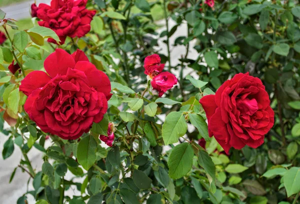 Červené růže v plném květu, zblízka — Stock fotografie