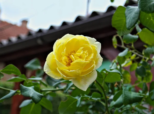 Rose jaune en pleine fleur, gros plan — Photo