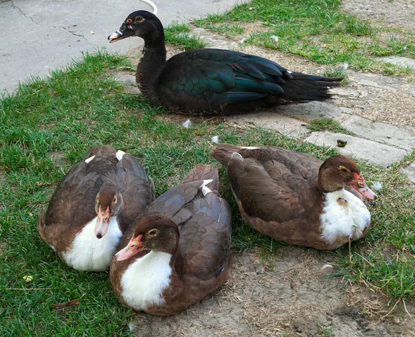 4 schattige eenden poseren trots in de werf — Stockfoto