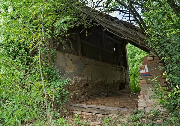 植物や木々に囲まれた放棄された納屋 — ストック写真