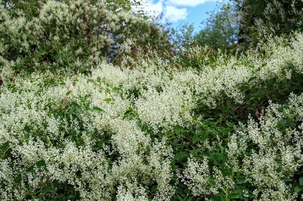 Planta trepadora abundancia de flores blancas florecientes —  Fotos de Stock