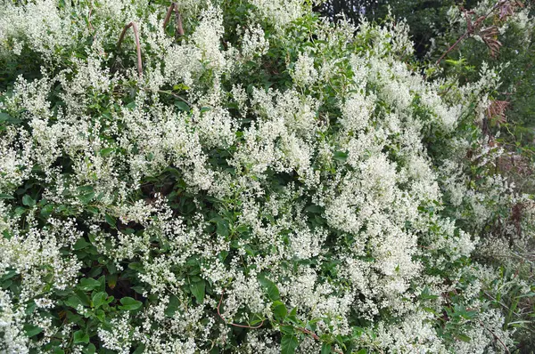 Planta de escalada abundância de flores brancas florescendo — Fotografia de Stock