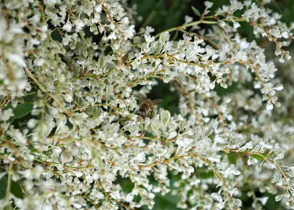 Abelha trabalhando em plantas de escalada flores brancas — Fotografia de Stock