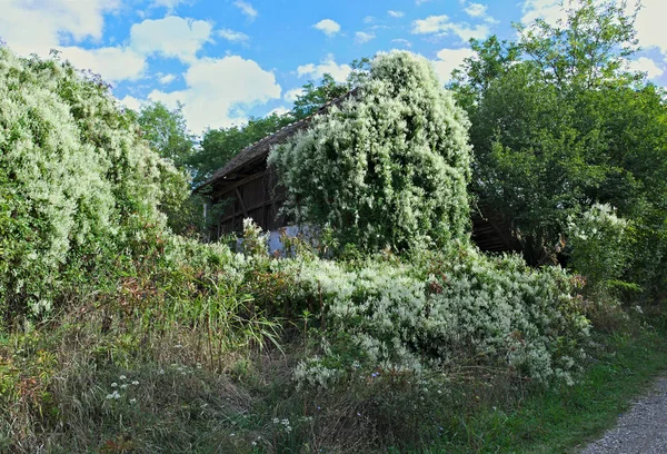 Abandoned barn being swallowed by huge climbing plant — Stock Photo, Image
