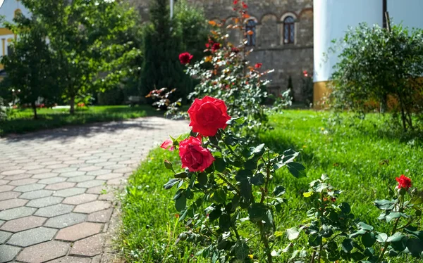 Kwitnące czerwone róże w klasztornym ogrodzie — Zdjęcie stockowe