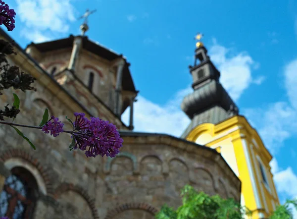 Невелика рослина з купою фіолетових квітів і церковними вежами за нею — стокове фото