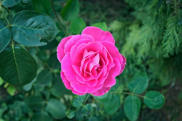 Rosa rosa en plena floración, primer plano — Foto de Stock