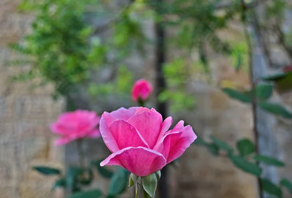 Růžová růže v plném květu, detailní záběr — Stock fotografie