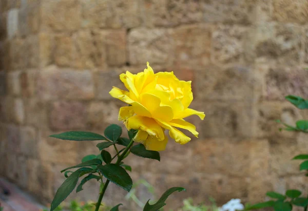 Linda rosa amarela em plena floração na frente da parede de pedra — Fotografia de Stock