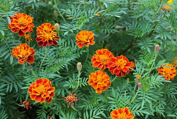 Календули квітучі помаранчеві і жовті квіти в саду — стокове фото