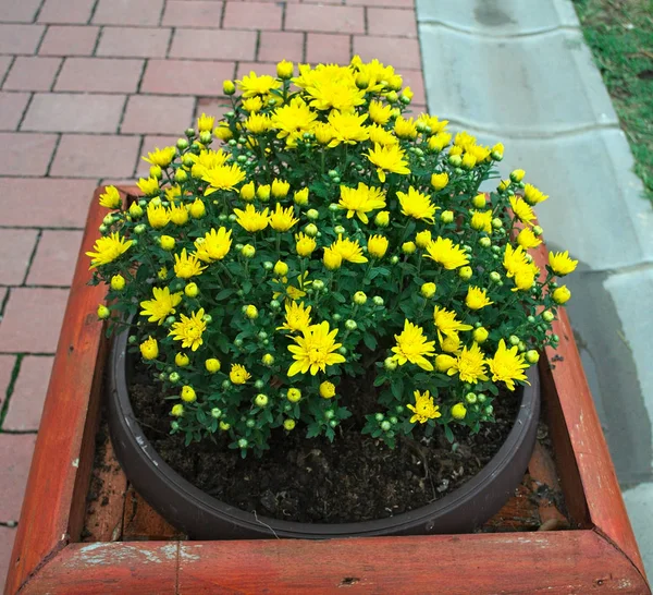 A pot az utcán a sárga virágokkal virágzó növény — Stock Fotó
