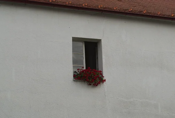 Pot z czerwonymi kwiatami siedzi na oknie — Zdjęcie stockowe