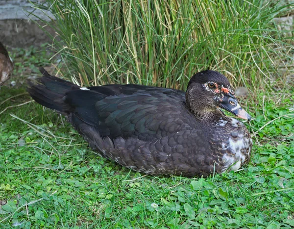 Бытовая утка сидит на траве — стоковое фото