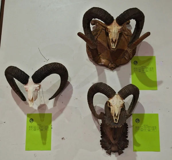 Exposición de trofeos de caza de animales en la pared — Foto de Stock