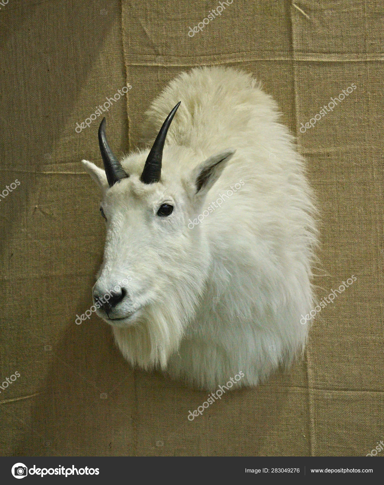 stuffed goat head