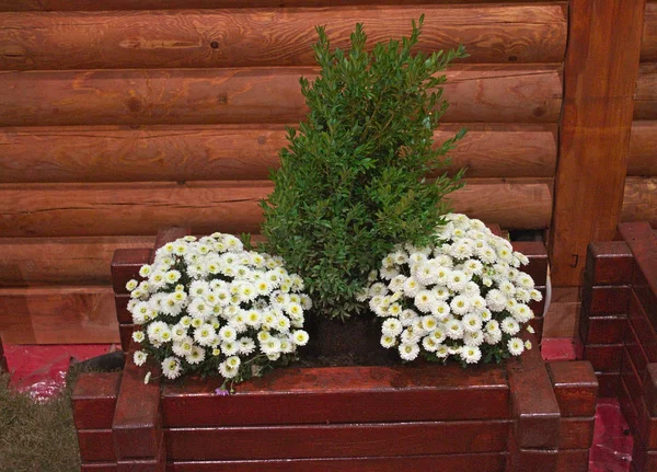 Decorative plants in flowerbed in front of wooden wall