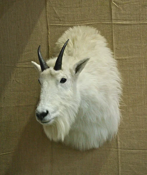 Stuffed animal head hanging on wall as trophy — Stock Photo, Image