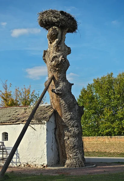 Häuschen neben altem Baum mit Storchennest — Stockfoto
