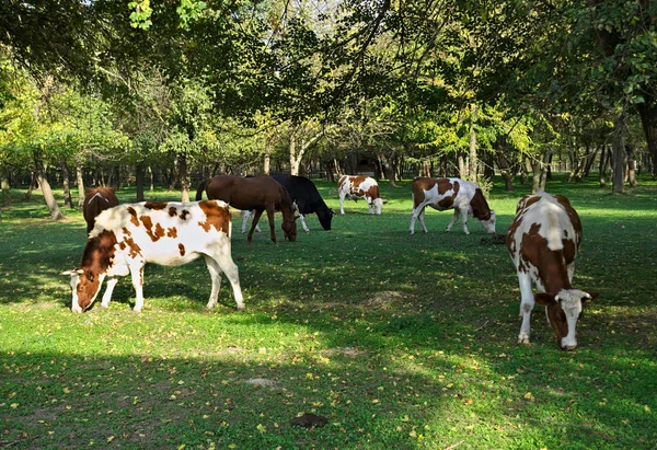 Krowy jedzące trawę na polu otoczonym lasem — Zdjęcie stockowe
