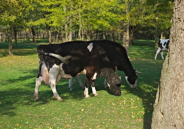Koeien die gras eten op het veld omringd door bossen — Stockfoto