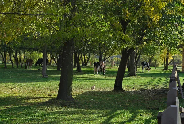 Widok na park i krowy w nim wczesną jesienią — Zdjęcie stockowe