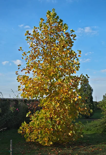 Δέντρο λεύκα με κίτρινα φύλλα το φθινόπωρο — Φωτογραφία Αρχείου