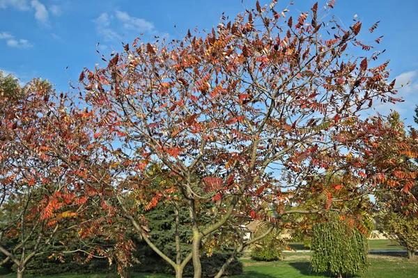 Σταγκχορν Σούμακ δέντρο με μεγάλα κόκκινα λουλούδια στον κήπο κατά τη διάρκεια του φθινοπώρου — Φωτογραφία Αρχείου