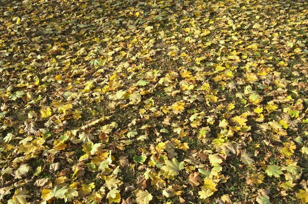 Падає сухе жовте листя на полі, осінній час — стокове фото