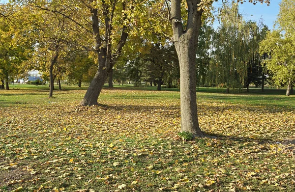 Vue sur les arbres et les feuilles tombées dans le parc au début de l'automne — Photo