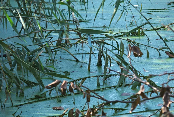 沼泽与簧片，和绿色的水，特写 — 图库照片