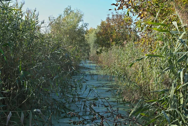 周围的沼泽和芦荟景观 — 图库照片