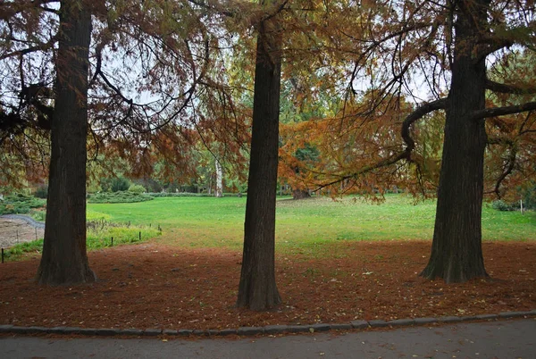 Ідилічна сцена в парку з деревами і опале листя навколо — стокове фото