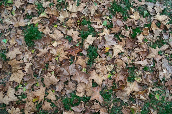 Πεσμένα ξερά κίτρινα φύλλα στο χωράφι, φθινοπωρινό χρόνο — Φωτογραφία Αρχείου