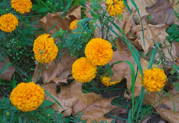 Calêndula florescente entre folhas caídas no outono — Fotografia de Stock