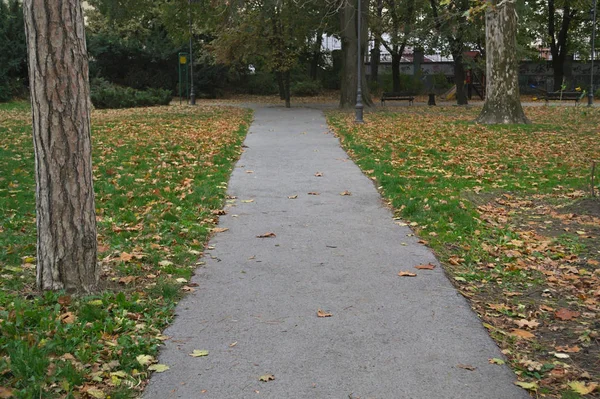 Шлях в парку і дерева навколо нього, осінній час — стокове фото