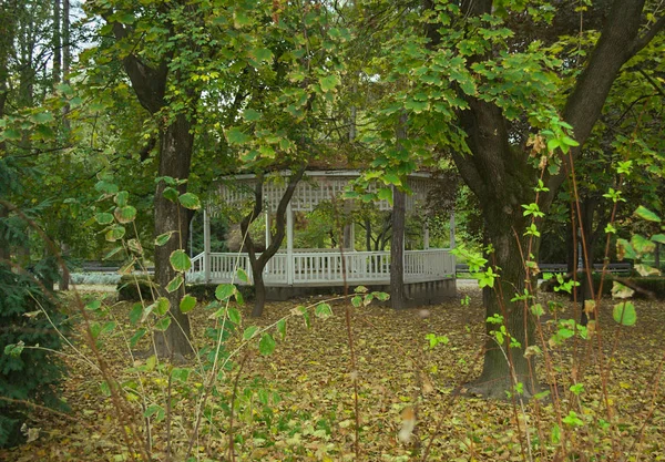 Вид на деревья и опавшие листья в парке в начале осени — стоковое фото