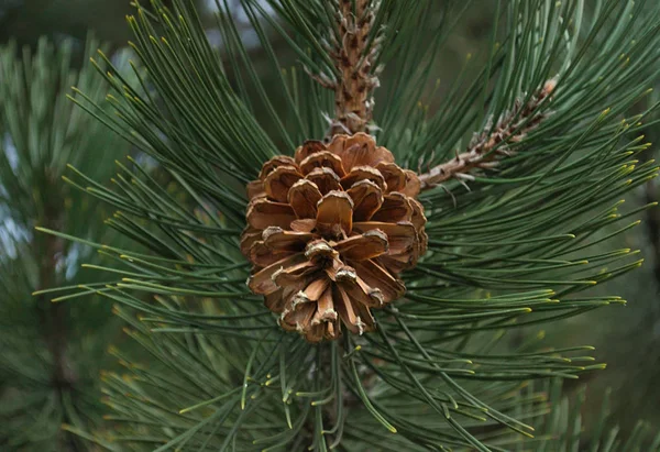 Cône sur l'arbre avec des aiguilles autour, gros plan — Photo