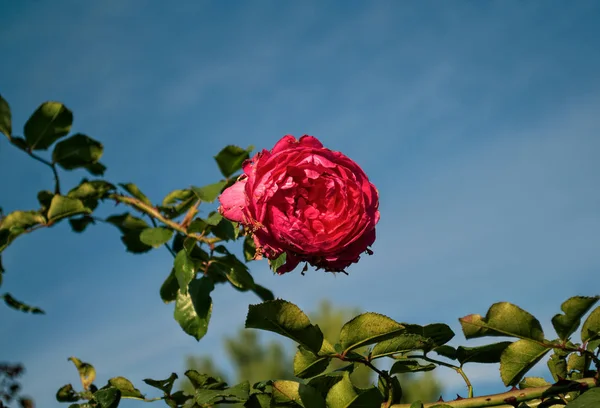 Růžová růže v plném květu, zblízka — Stock fotografie