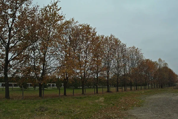 Scena idilliaca nel parco con alberi e foglie cadute intorno — Foto Stock