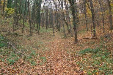 Sonbahar mevsiminde ormanda manzara manzarası