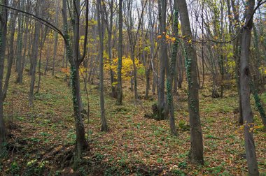 Sonbahar mevsiminde ormanda manzara manzarası