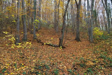 Sonbahar mevsiminde ormanda manzara manzarası