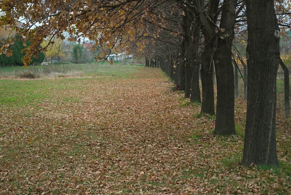 Escena idílica en parque con árboles y hojas caídas alrededor —  Fotos de Stock