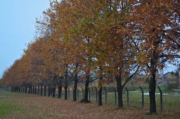 Идиллическая сцена в парке с деревьями и опавшими листьями — стоковое фото