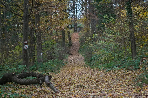 Chemin pédestre remontant la colline couverte de feuilles jaunes sèches — Photo
