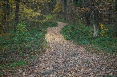 Kuru sarı yapraklarla kaplı tepeye çıkan ayak yolu
