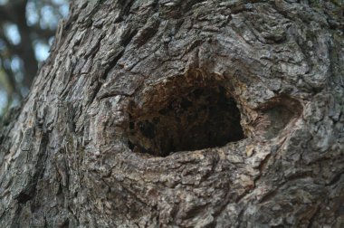 Ağaç stokunda delik, görünümü kapat