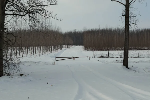 Entrance into forest in Serbia during winter, all covered with snow