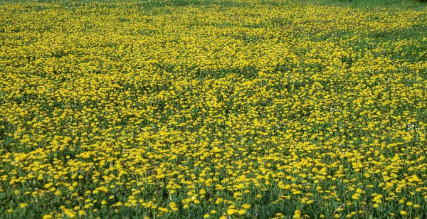 Поля, полные цветущих одуванчиков весной — стоковое фото