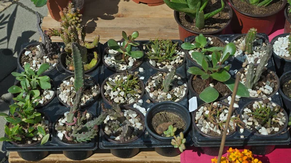 Divers petits cactus sur la table dans la boutique de fleurs — Photo